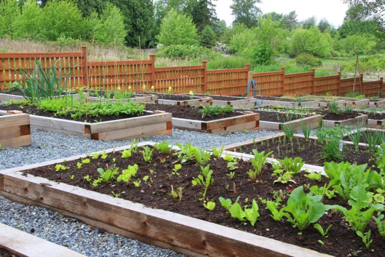 vegetables in a garden box