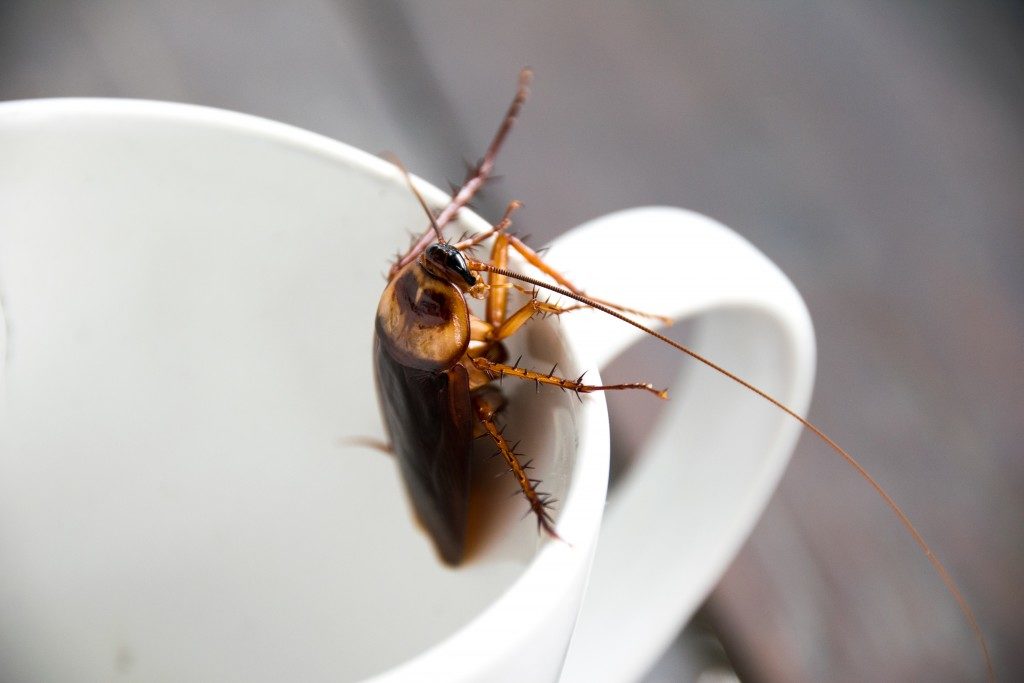 cockroach on a mug