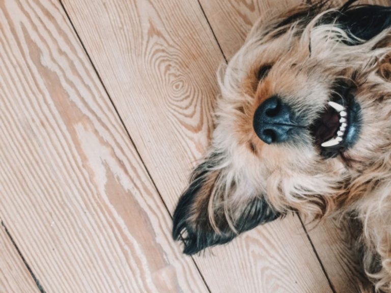 dog on a porch