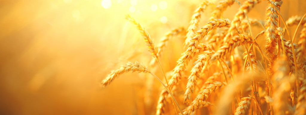 A closeup photo of wheat